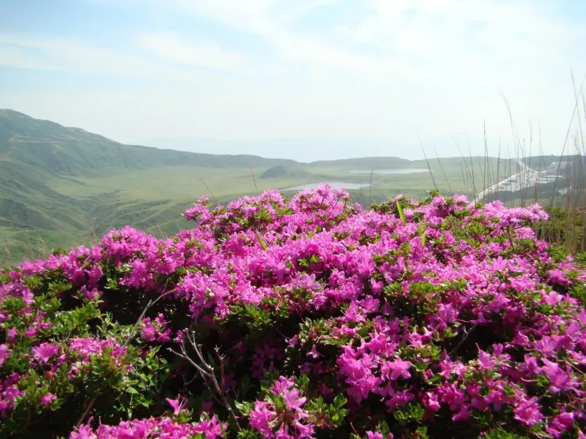 Kyushu rhododendron