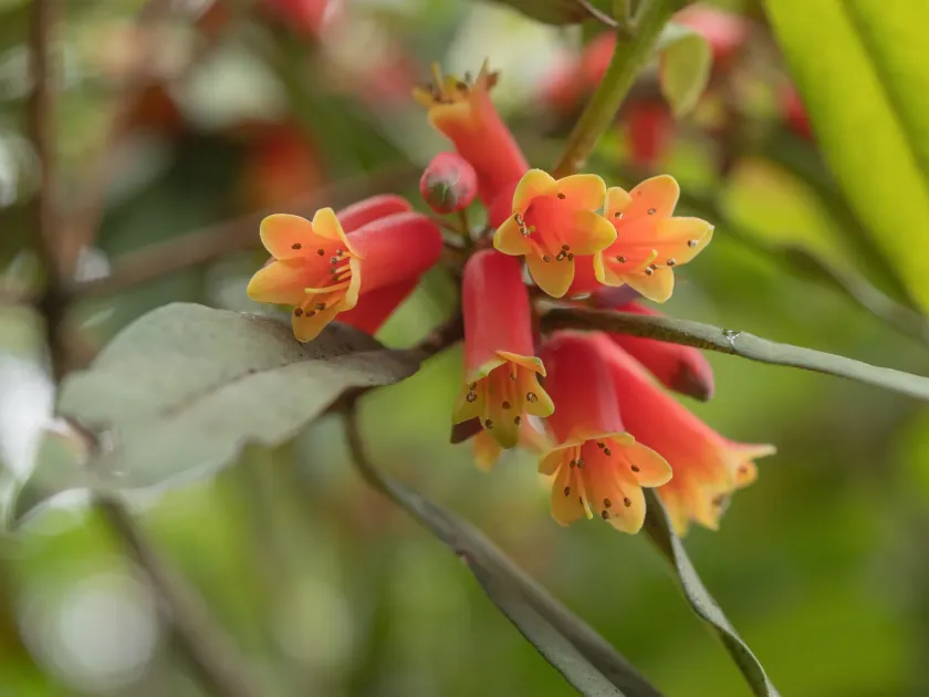 Rhododendron keysei
