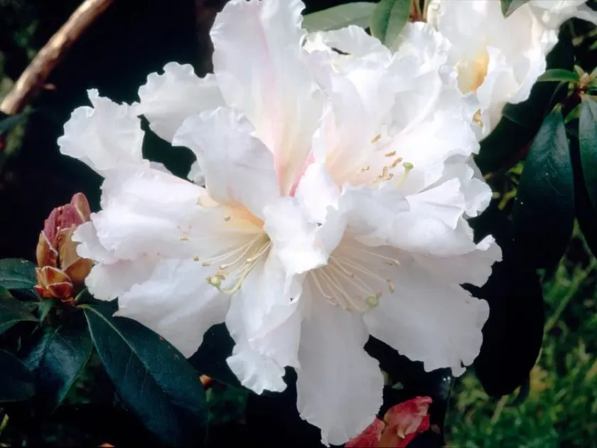 Рододендрон Ліндлея