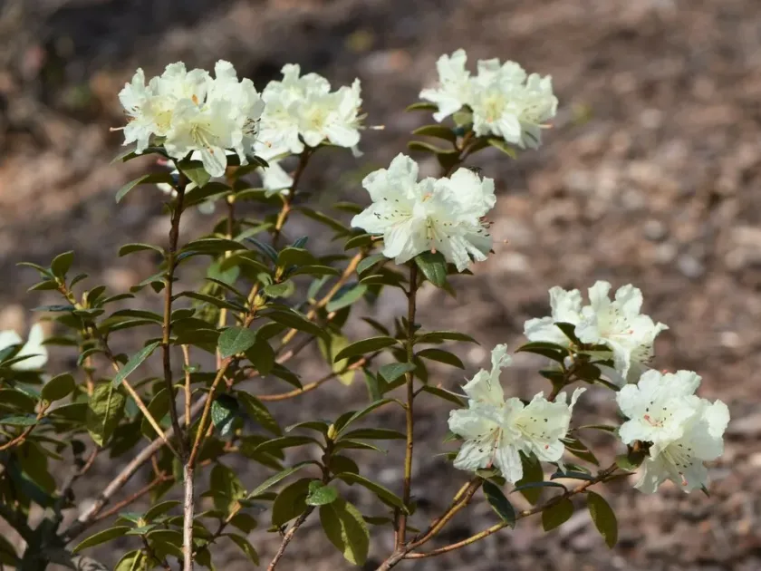 Ludlow's rhododendron