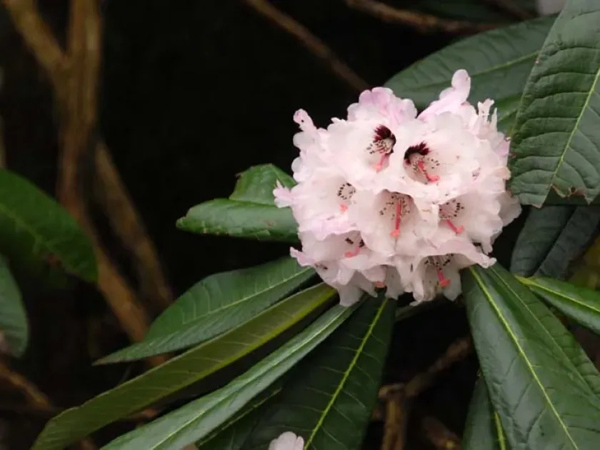 Rhododendron mollyanum