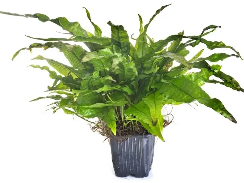 Java fern