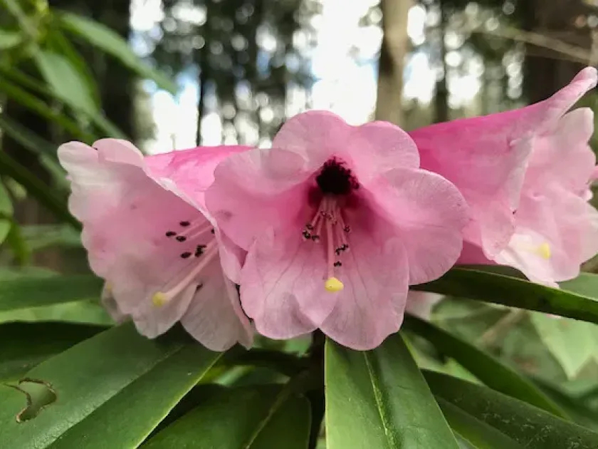 Рододендрон густоволосистий