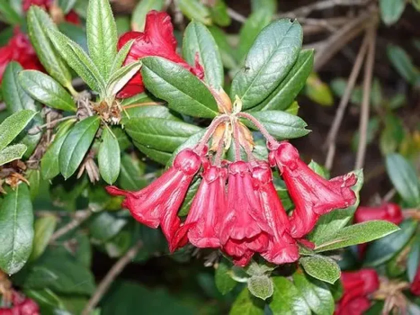 Blood-red rhododendron
