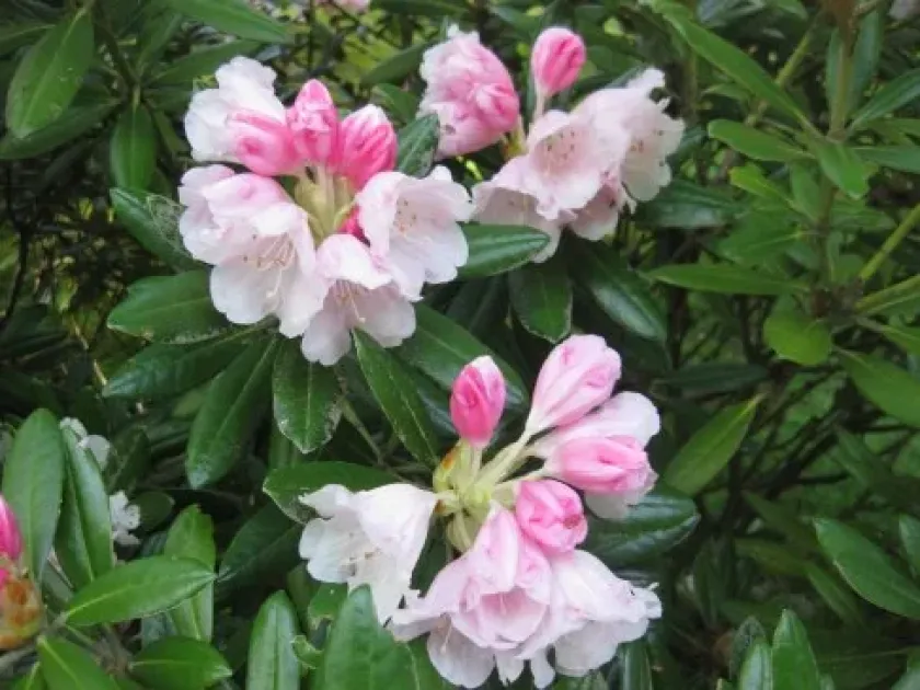 Yakushima rhododendron