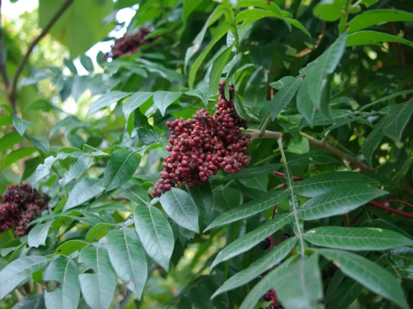 Shining sumac
