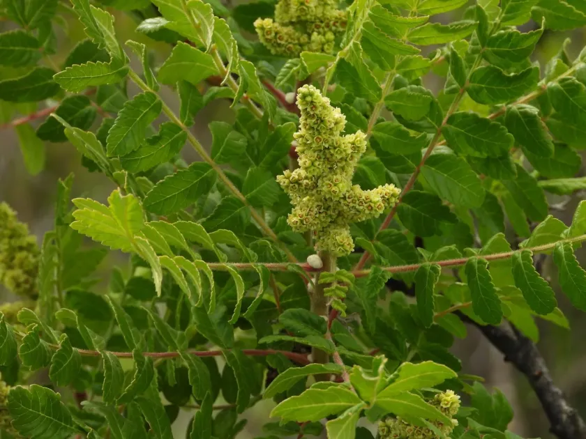 Sumac
