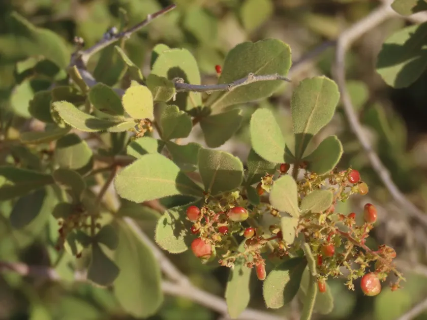 Rhus marlothii