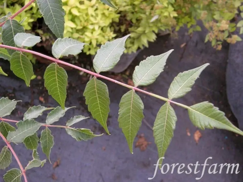 Punjab sumac