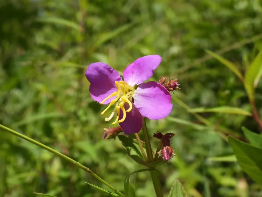 Rhexia virginica