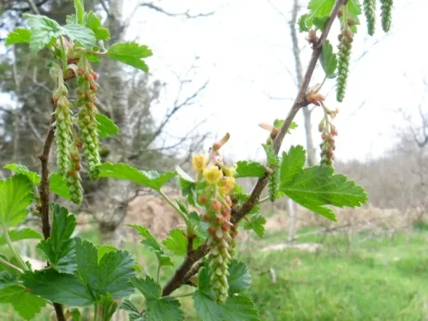 Darwin's currant
