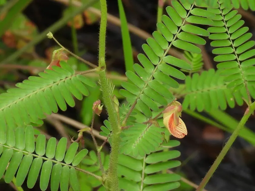 Aeschynomene rudis