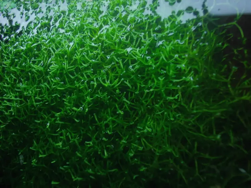 Ritchiea erecta