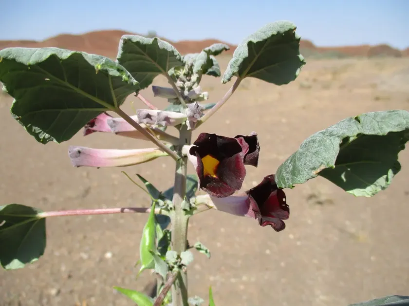 Rogeria adenophylla