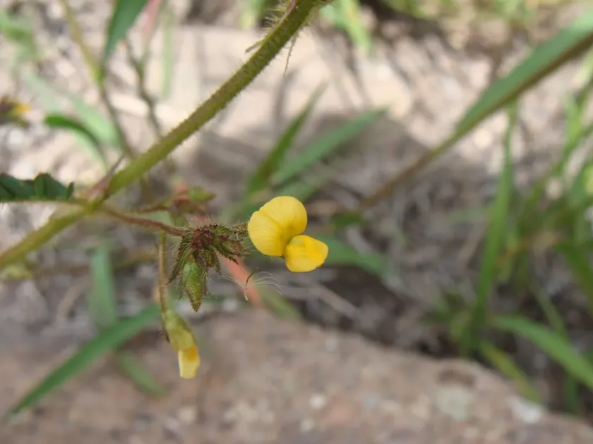 Aeschynomene villosa