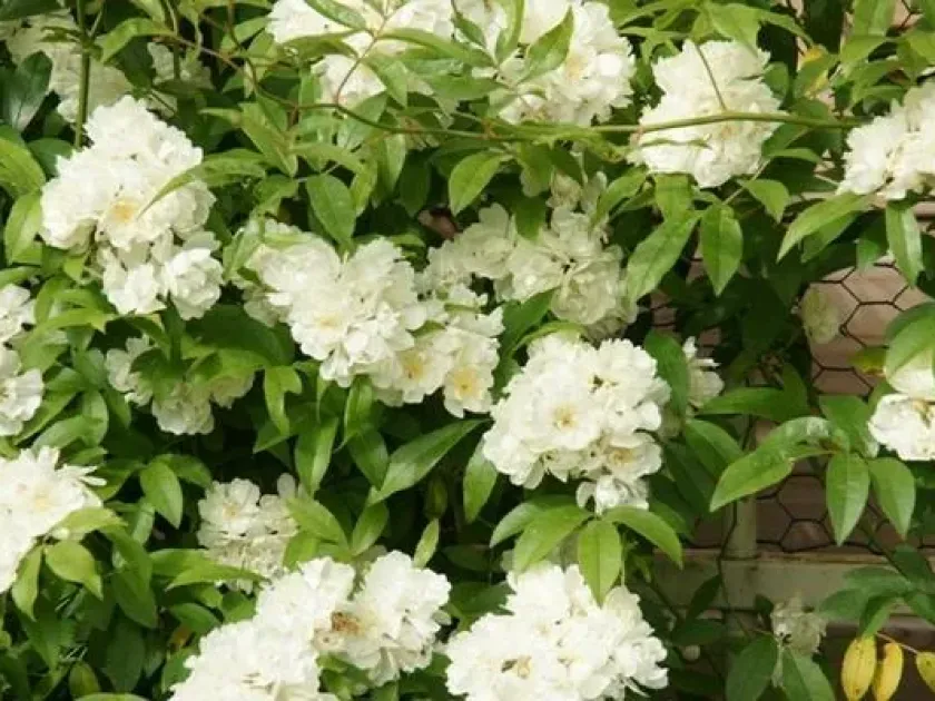 Fortune's rose