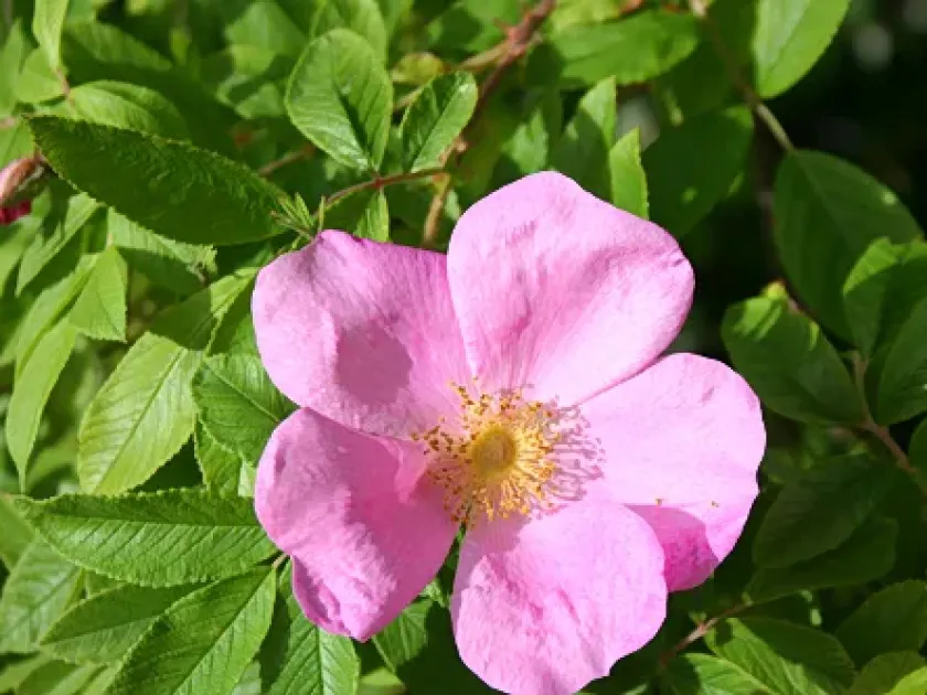 Spaeth's rose
