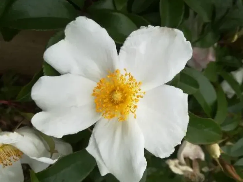 Роза Вильсона