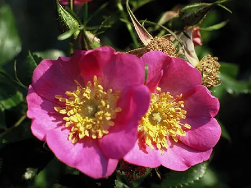 Waitziana Rose