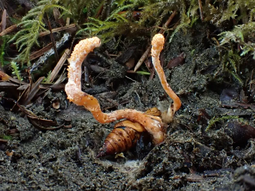 Cordyceps militaris