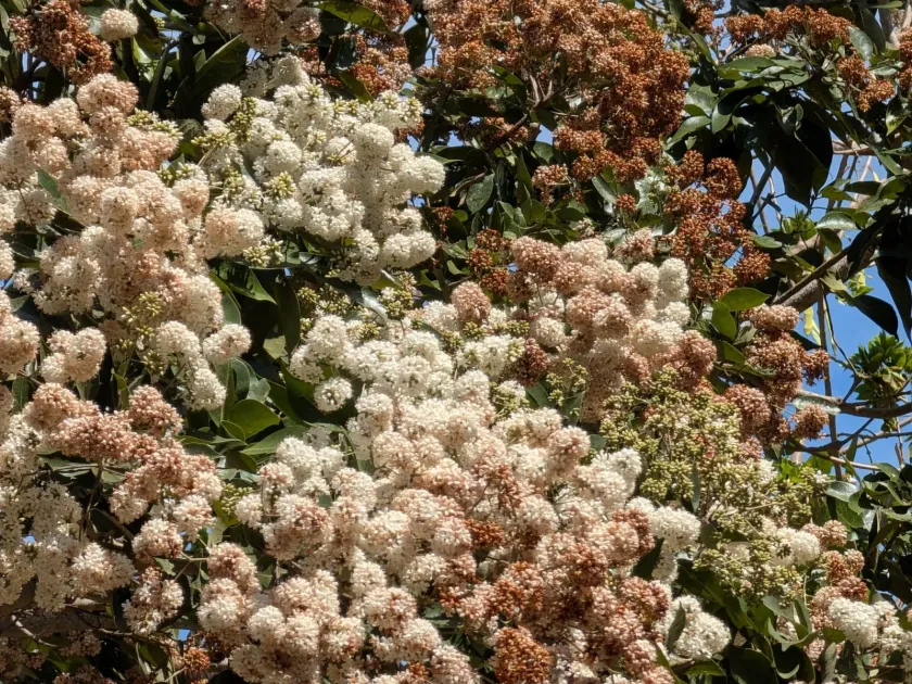 Cordia alliodora