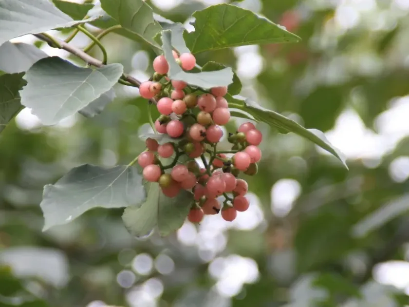 Cordia goeldiana
