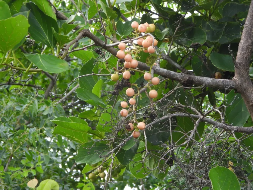 Cordia myxa