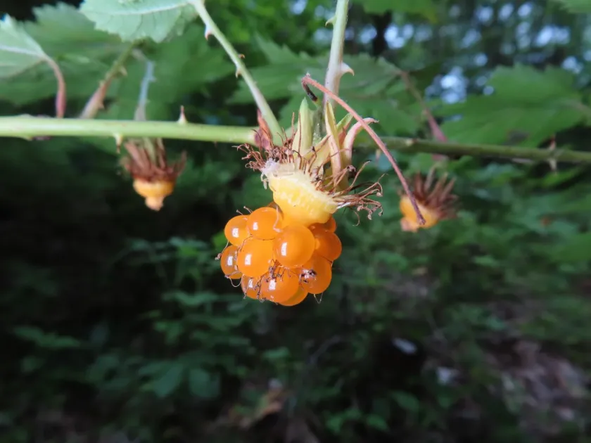 Rubus palmatus