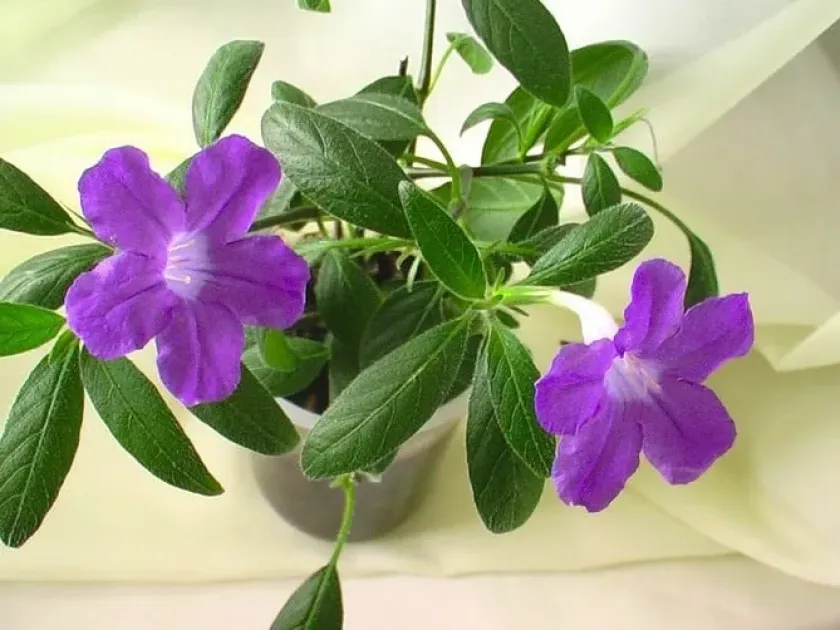 Ruellia grandiflora