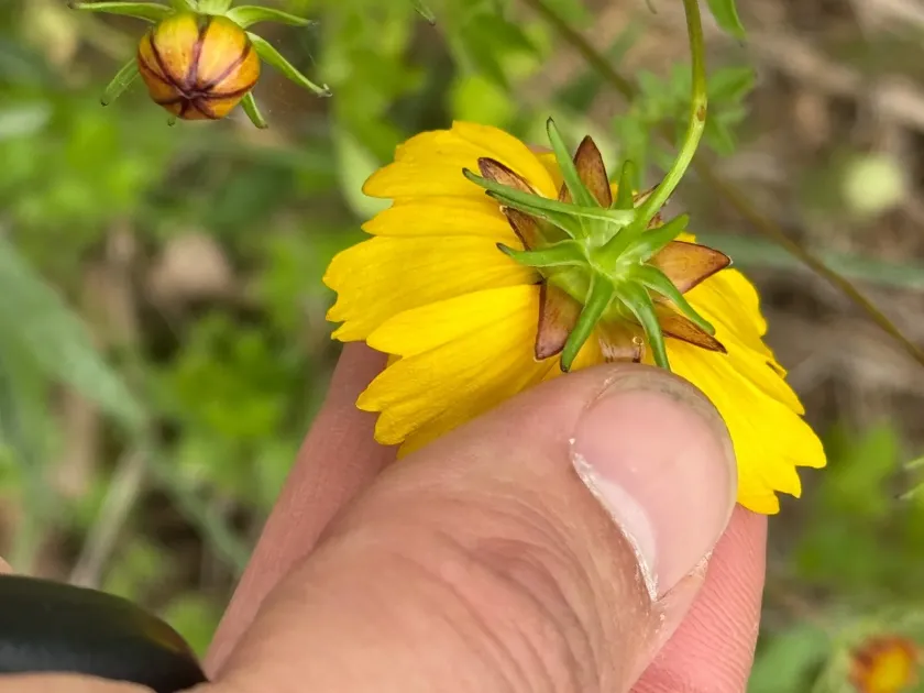 Coreopsis basalis