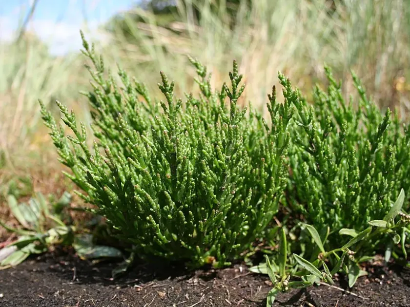 Salicornia senegalensis