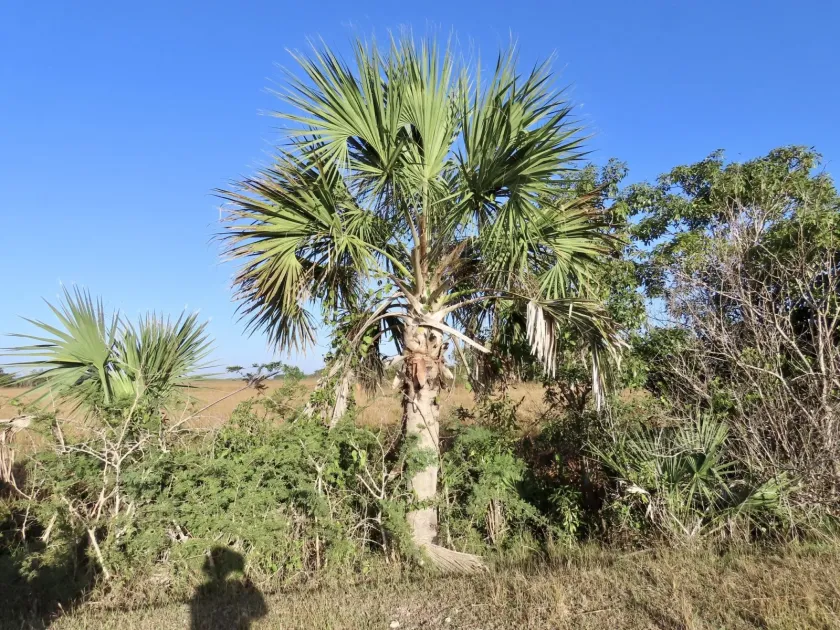 Sabal maritima