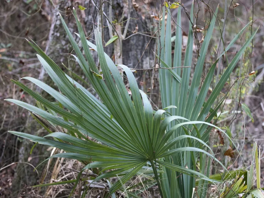 Dwarf palmetto