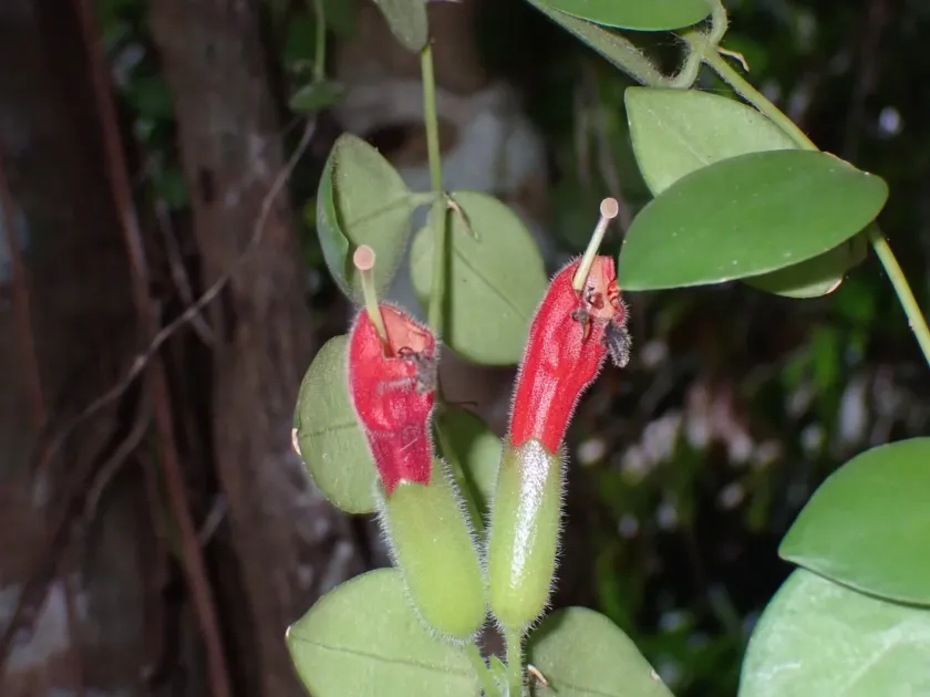 Aeschynanthus radicans tricolor