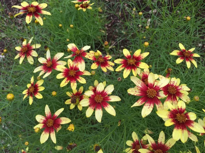 Hybrids of Coreopsis pubescens and Coreopsis rosea
