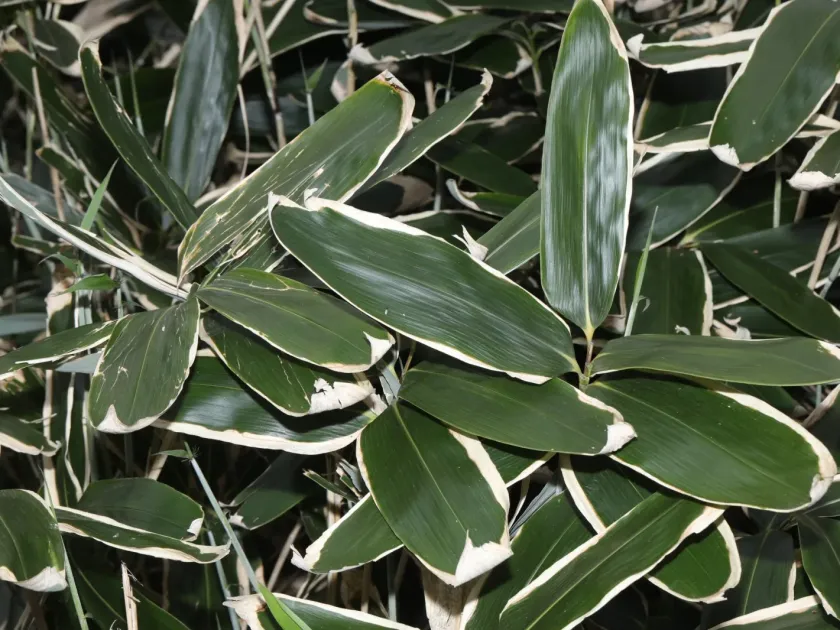 Sasa palmata