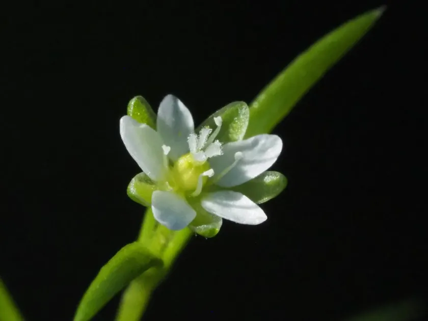 Sagina japonica