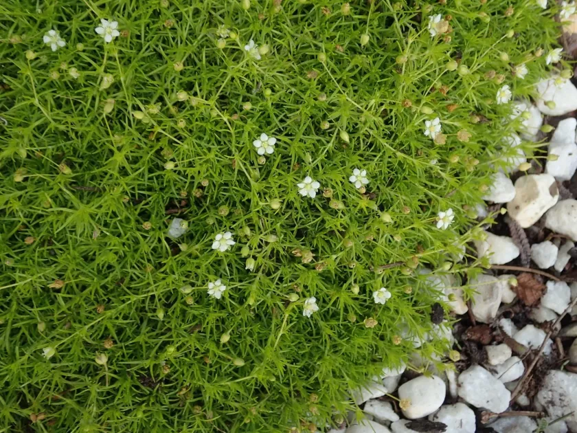 Sagina subulata