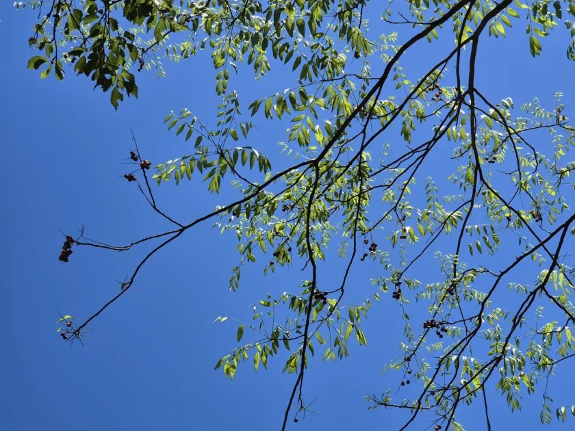 Sapindus mukorossi