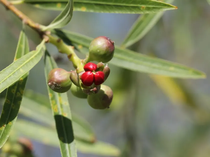 Sapium haematospermum