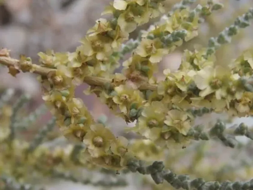 Salsola aphylla