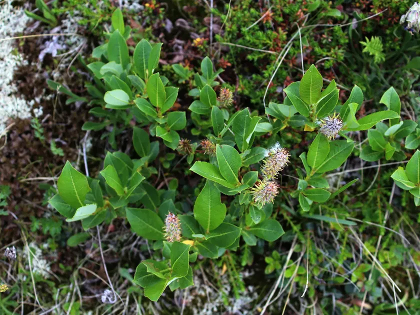 Salix apoda