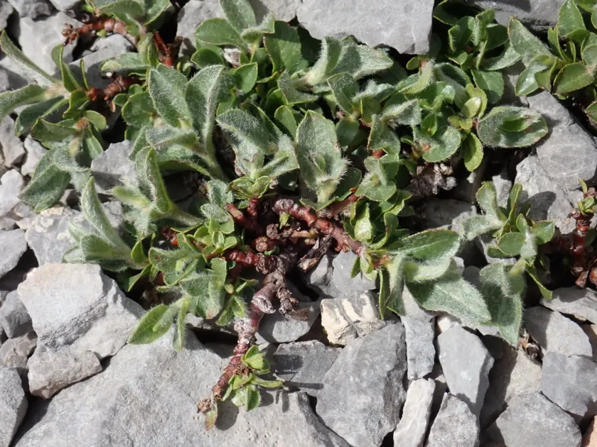 Salix breviserrata