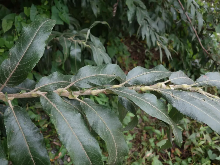 Salix calodendron