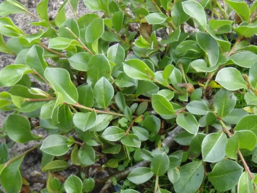 Salix cottetii