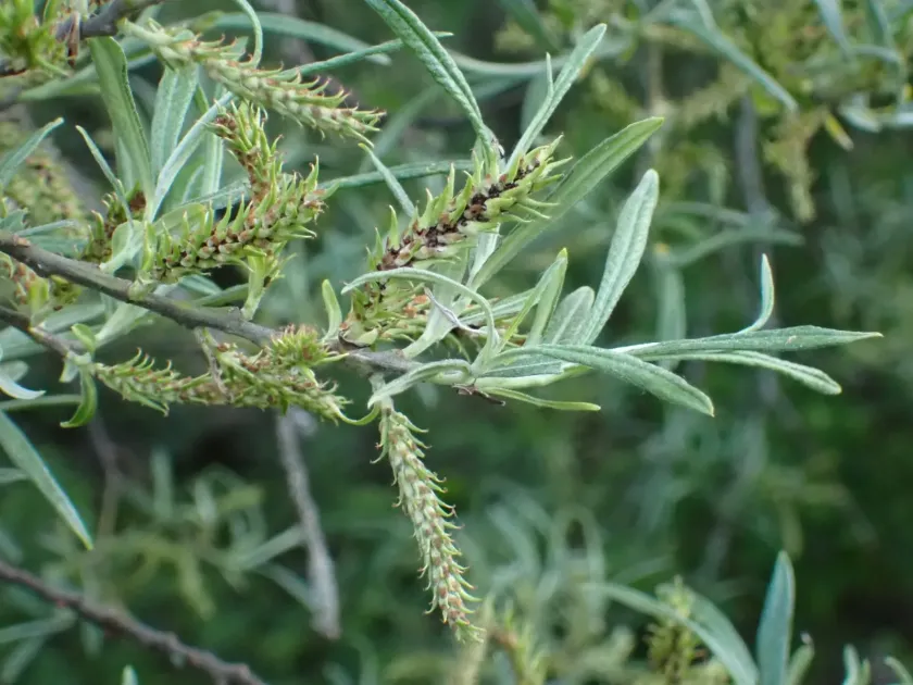 Rosemary willow