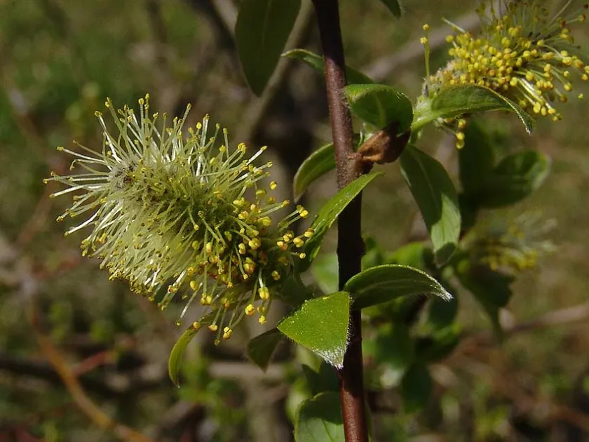 Hegetschweiler's Willow