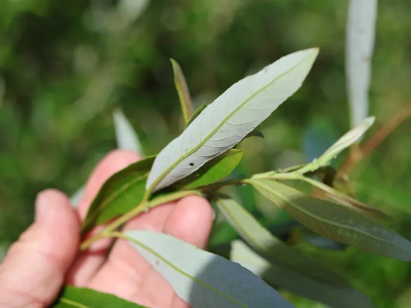 Arroyo willow