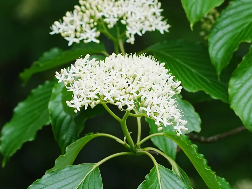 Giant dogwood