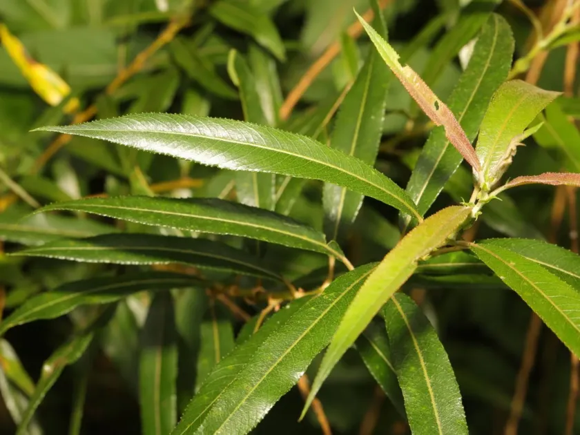 Salix mollissima